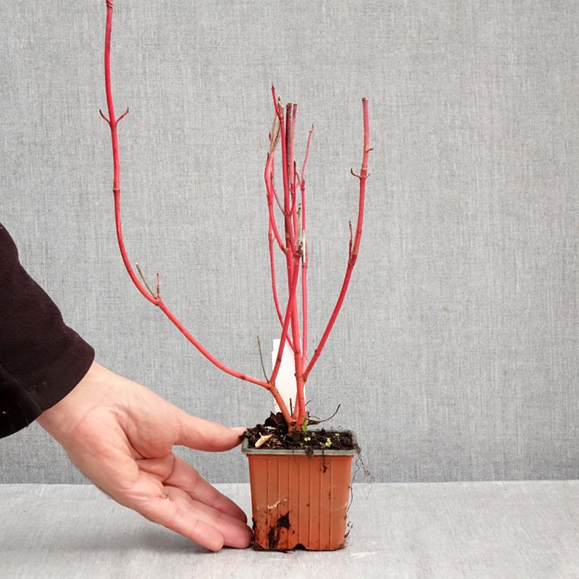 Exemplar von Cornus alba Sibirica - Tatarischer Hartriegel Kleine Töpfe von 8/9 cm wie im Herbst geliefert