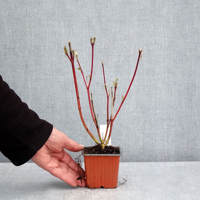 Exemplar von Cornus alba Sibirica - Tatarischer Hartriegel Kleine Töpfe von 8/9 cm wie im Frühjahr geliefert