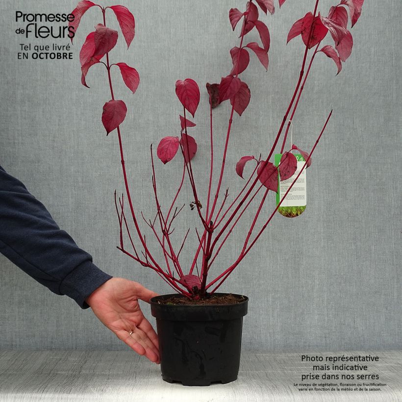 Exemplar von Cornus alba Sibirica - Tatarischer Hartriegel Topf mit 2L/3L wie im Herbst geliefert