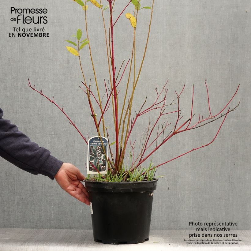 Exemplar von Cornus alba Sibirica Variegata - Tatarischer Hartriegel Topf mit 7,5L/10L wie im Herbst geliefert