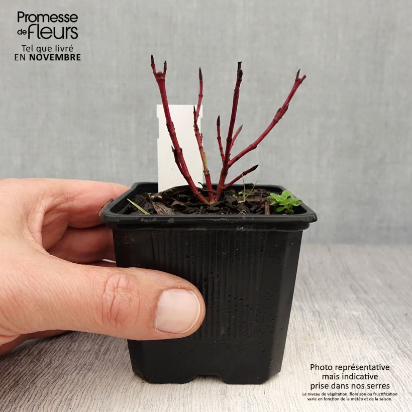 Exemplar von Cornus alba Sibirica Variegata - Tatarischer Hartriegel Kleine Töpfe von 8/9 cm wie im Herbst geliefert