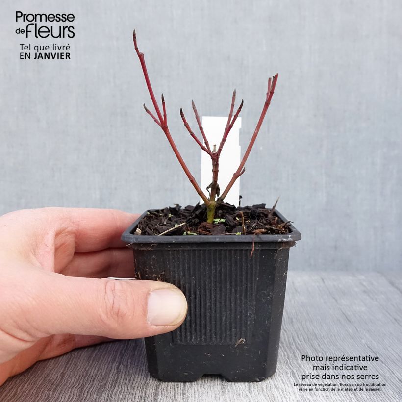 Exemplar von Cornus alba Sibirica Variegata - Tatarischer Hartriegel Kleine Töpfe von 8/9 cm wie im Winter geliefert