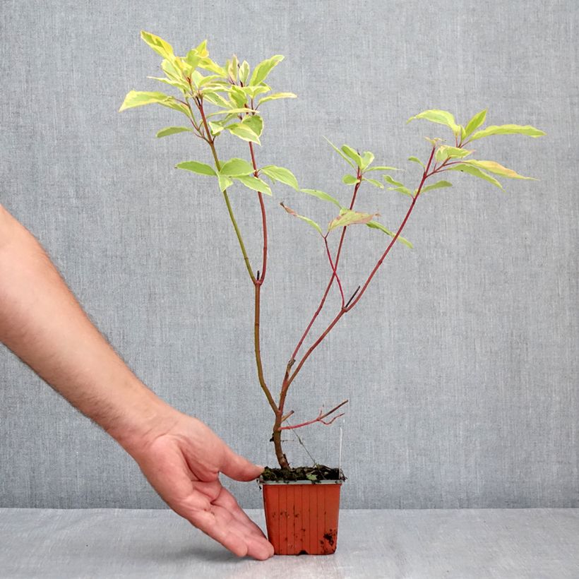 Exemplar von Cornus alba Spaethii - Tatarischer Hartriegel Kleine Töpfe von 8/9 cm wie im Sommer geliefert