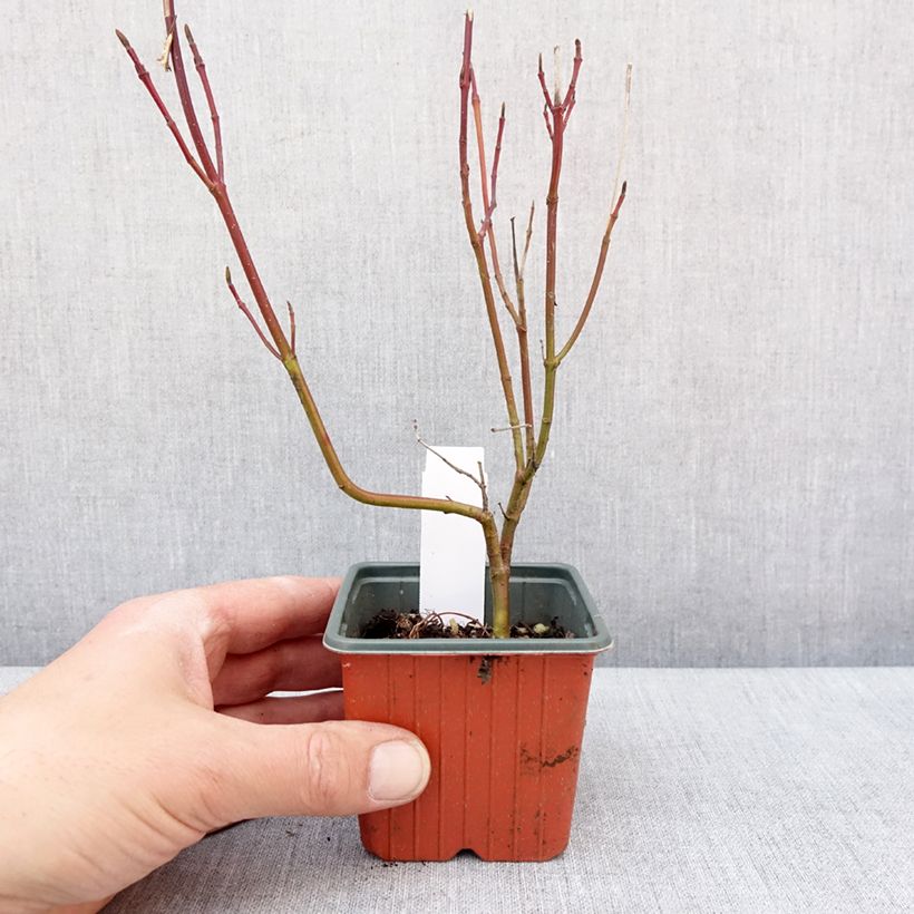 Exemplar von Cornus alba Spaethii - Tatarischer Hartriegel Kleine Töpfe von 8/9 cm wie im Winter geliefert