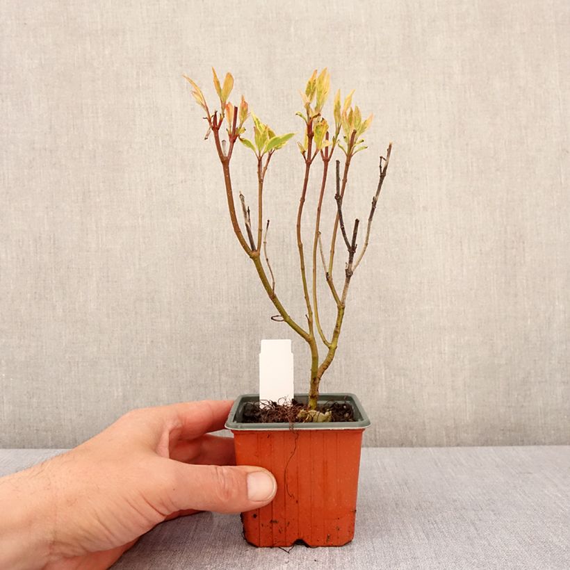 Exemplar von Cornus alba Spaethii - Tatarischer Hartriegel Kleine Töpfe von 8/9 cm wie im Frühjahr geliefert