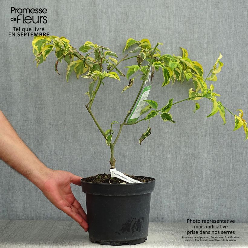 Exemplar von Cornus alternifolia Golden Shadows - Wechselblättriger Hartriegel Topf mit 4L/5L wie im Sommer geliefert