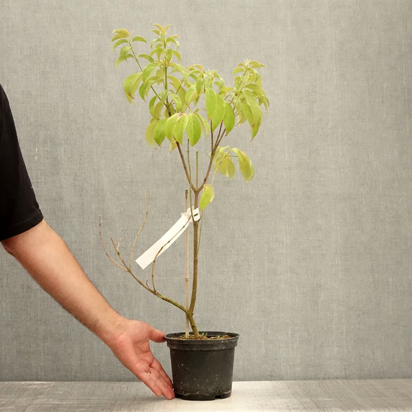 Exemplar von Cornus angustata Empress of China - Chinesischer Hartriegel Topf mit 2L/3L wie im Sommer geliefert