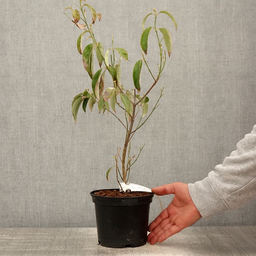 Exemplar von Cornus angustata Empress of China - Chinesischer Hartriegel Topf mit 2L/3L wie im Frühjahr geliefert