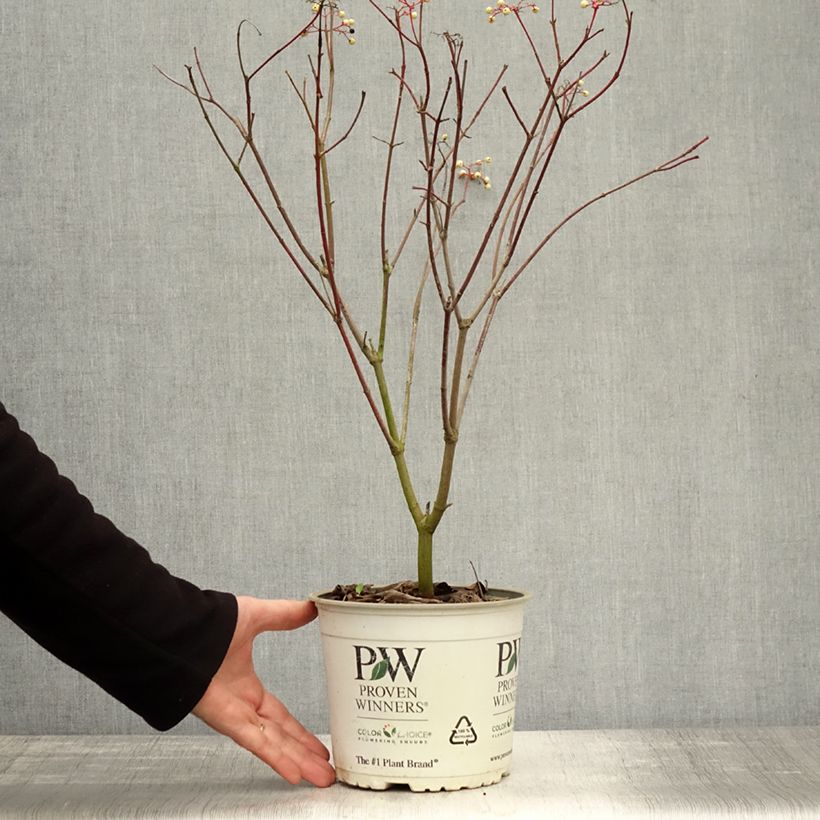 Exemplar von Cornus asperifolia var. drummondii Sunshiny Drops - Drummonds Hartriegel Topf mit 2L/3L wie im Herbst geliefert