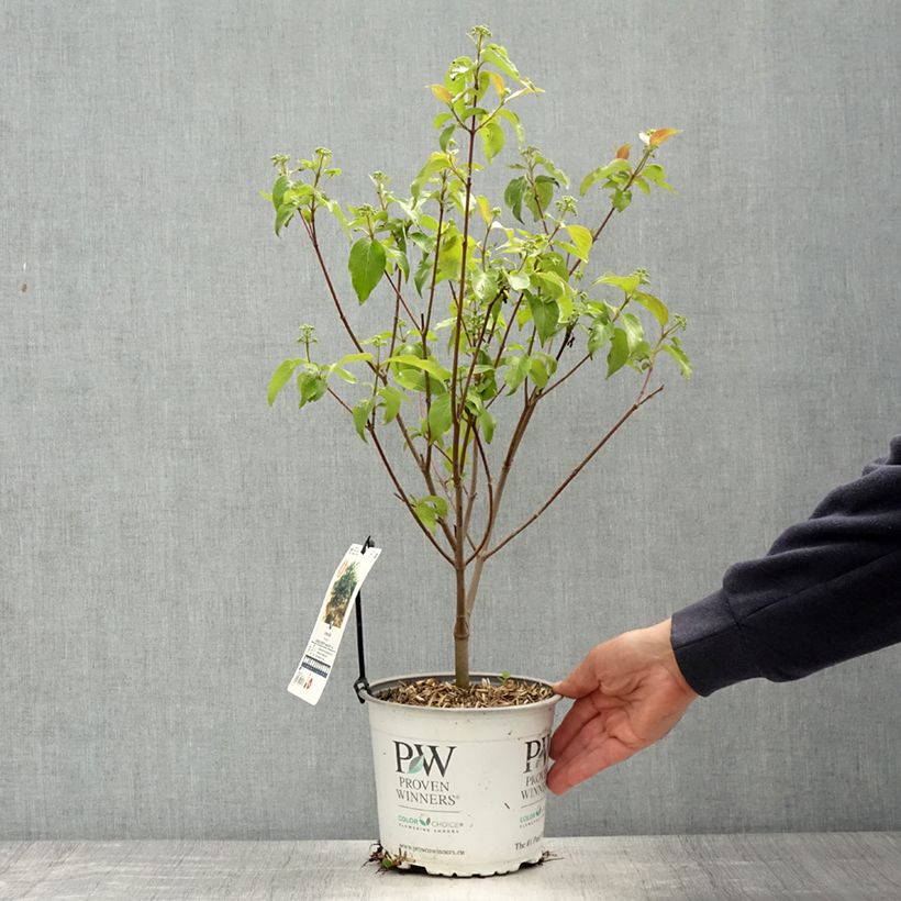 Exemplar von Cornus asperifolia var. drummondii Sunshiny Drops - Drummonds Hartriegel Topf mit 2L/3L wie im Frühjahr geliefert