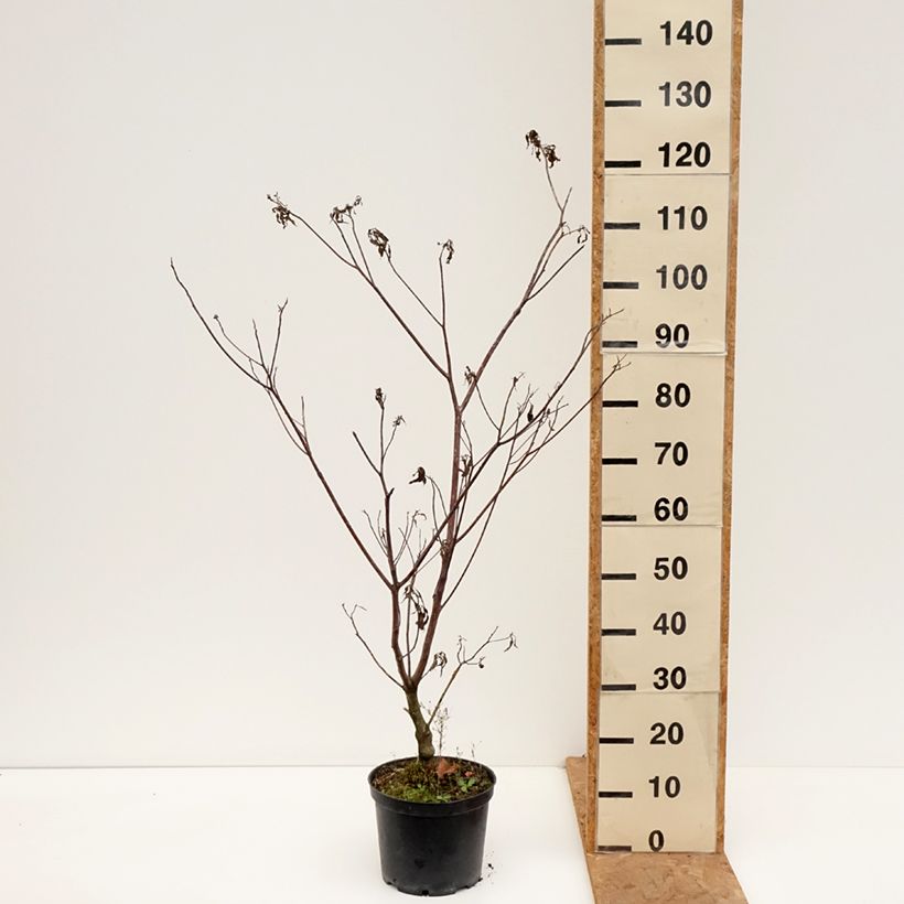 Exemplar von Benthams Hartriegel Laska - Cornus controversa Topf mit 4L/5L wie im Herbst geliefert