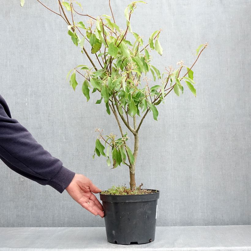 Exemplar von Benthams Hartriegel Laska - Cornus controversa Topf mit 4L/5L wie im Frühjahr geliefert