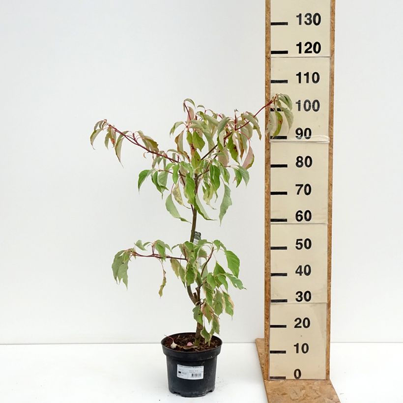 Exemplar von Benthams Hartriegel Marginata Nord - Cornus controversa Topf mit 4L/5L wie im Sommer geliefert