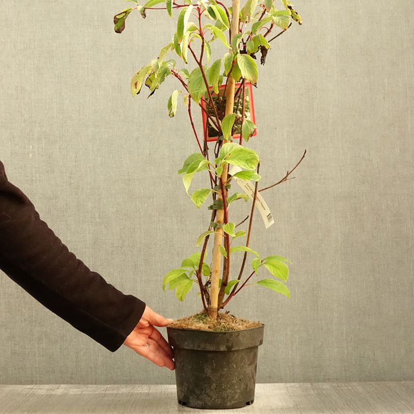 Exemplar von Benthams Hartriegel Pagoda - Cornus controversa Topf mit 4L/5L wie im Herbst geliefert