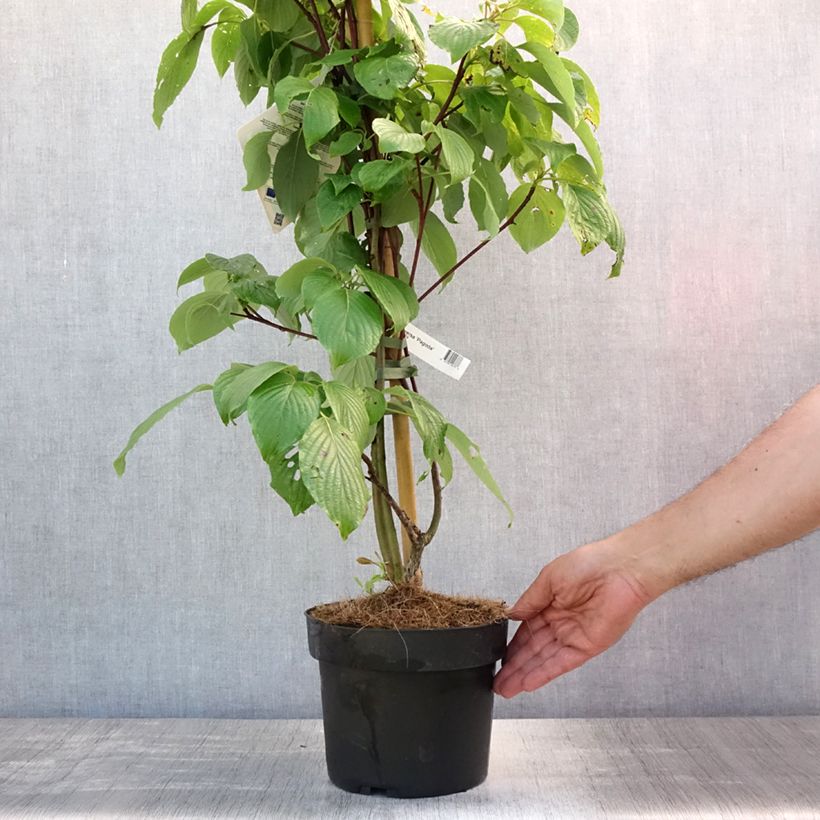 Exemplar von Benthams Hartriegel Pagoda - Cornus controversa Topf mit 4L/5L wie im Sommer geliefert