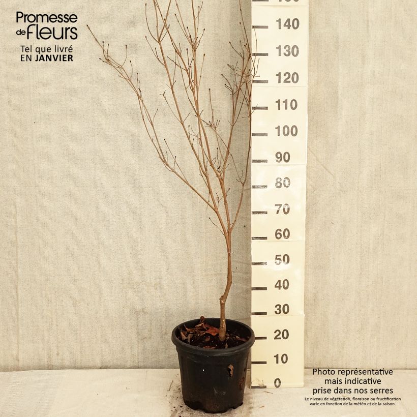 Exemplar von Amerikanischer Blumen-Hartriegel Cherokee Chief - Cornus florida Topf mit 7,5L/10L wie im Winter geliefert