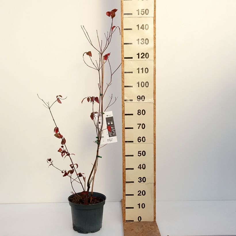 Exemplar von Amerikanischer Blumen-Hartriegel Rubra - Cornus florida Topf mit 6L/7L wie im Herbst geliefert