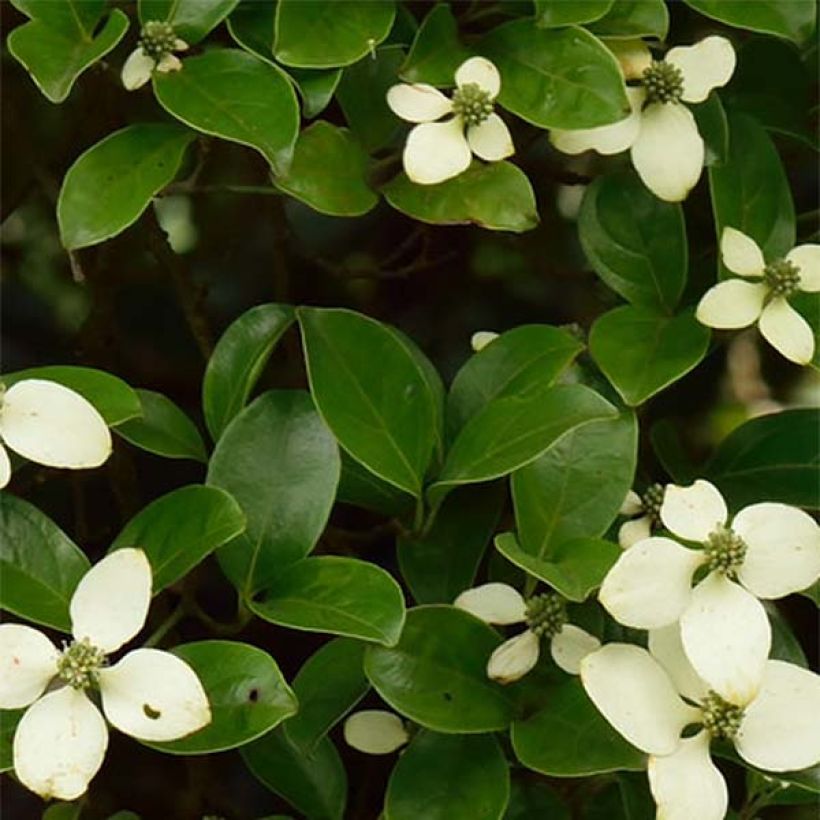 Hongkong-Hartriegel - Cornus hongkongensis (Laub)