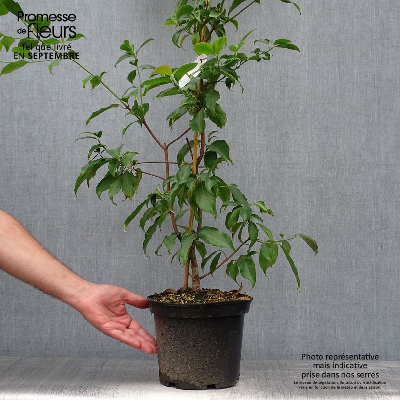Exemplar von Hongkong-Hartriegel - Cornus hongkongensis Topf mit 2L/3L wie im Herbst geliefert