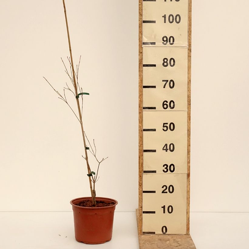 Exemplar von Japanischer Blumen-Hartriegel Beni-fuji - Cornus kousa Topf mit 6L/7L wie im Winter geliefert
