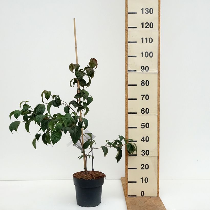 Exemplar von Japanischer Blumen-Hartriegel Beni-fuji - Cornus kousa Topf mit 6L/7L wie im Herbst geliefert