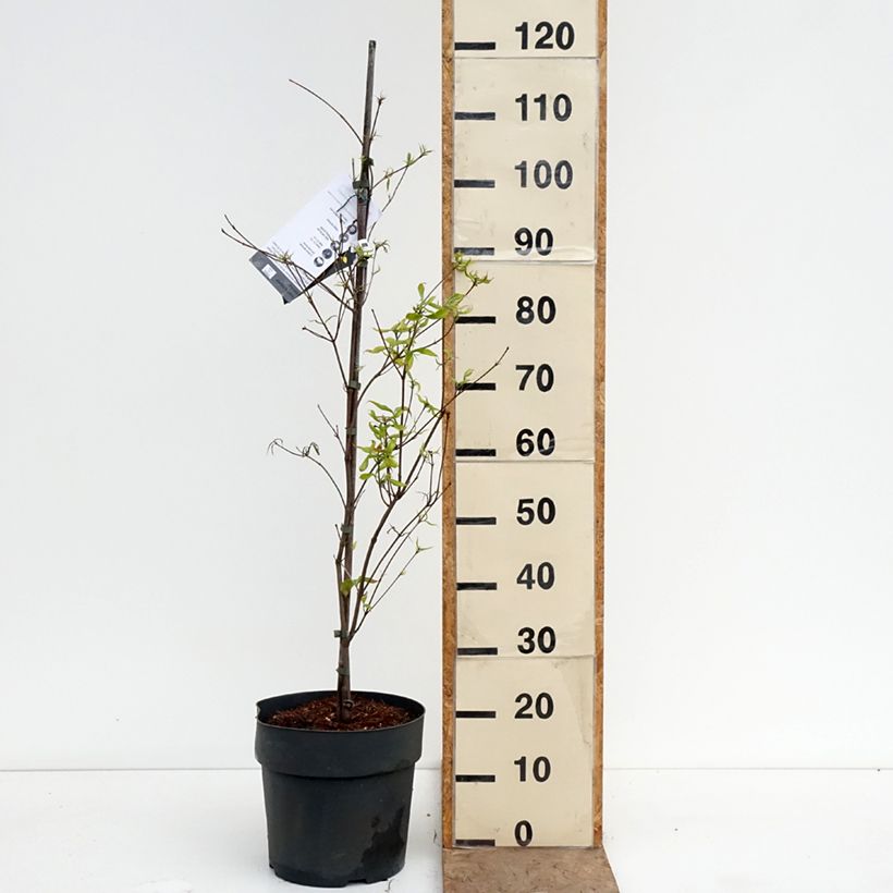 Exemplar von Japanischer Blumen-Hartriegel Beni-fuji - Cornus kousa Topf mit 6L/7L wie im Frühjahr geliefert