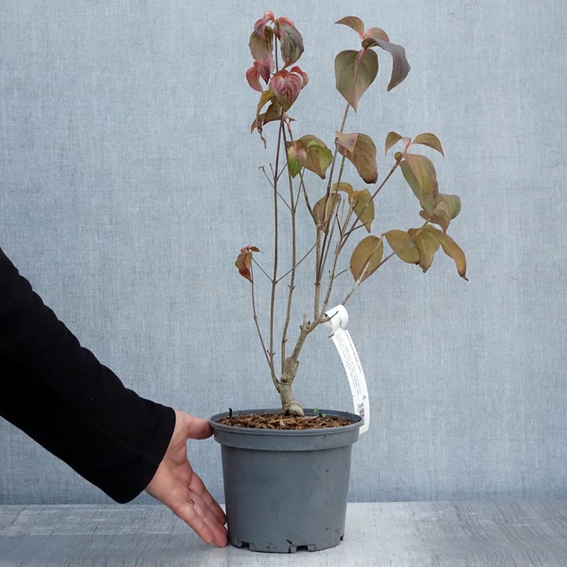 Exemplar von Japanischer Blumen-Hartriegel Big Apple - Cornus kousa Topf mit 3L/4L wie im Herbst geliefert