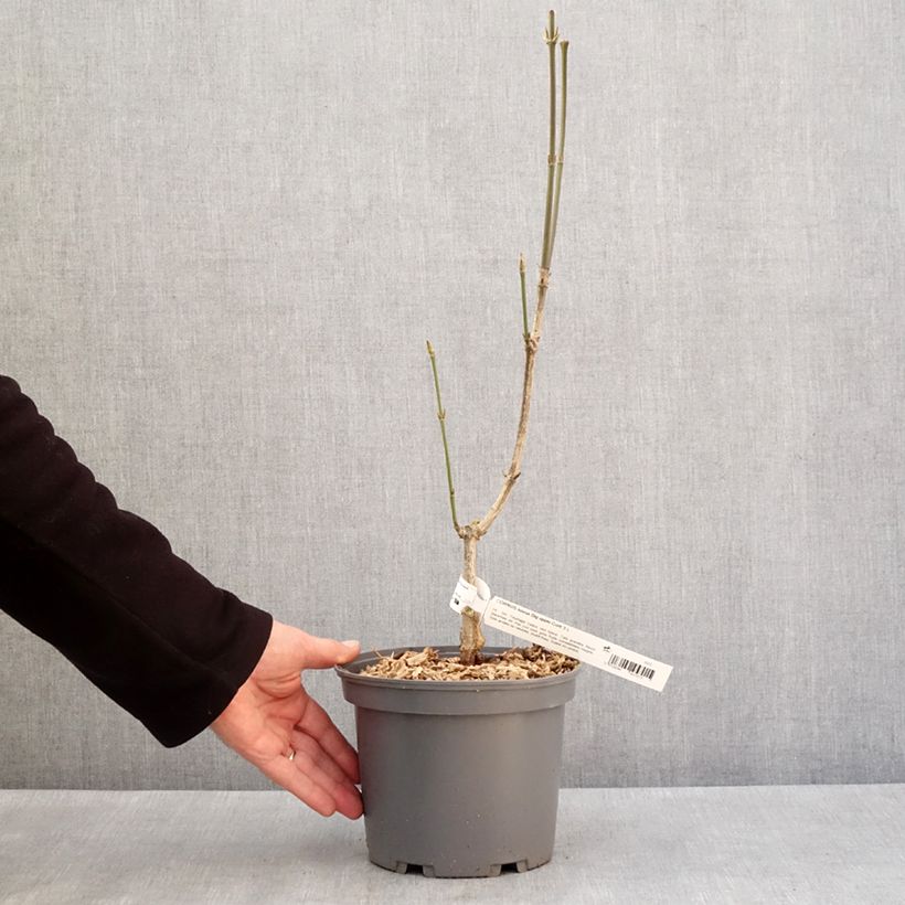 Exemplar von Japanischer Blumen-Hartriegel Big Apple - Cornus kousa Topf mit 3L/4L wie im Winter geliefert