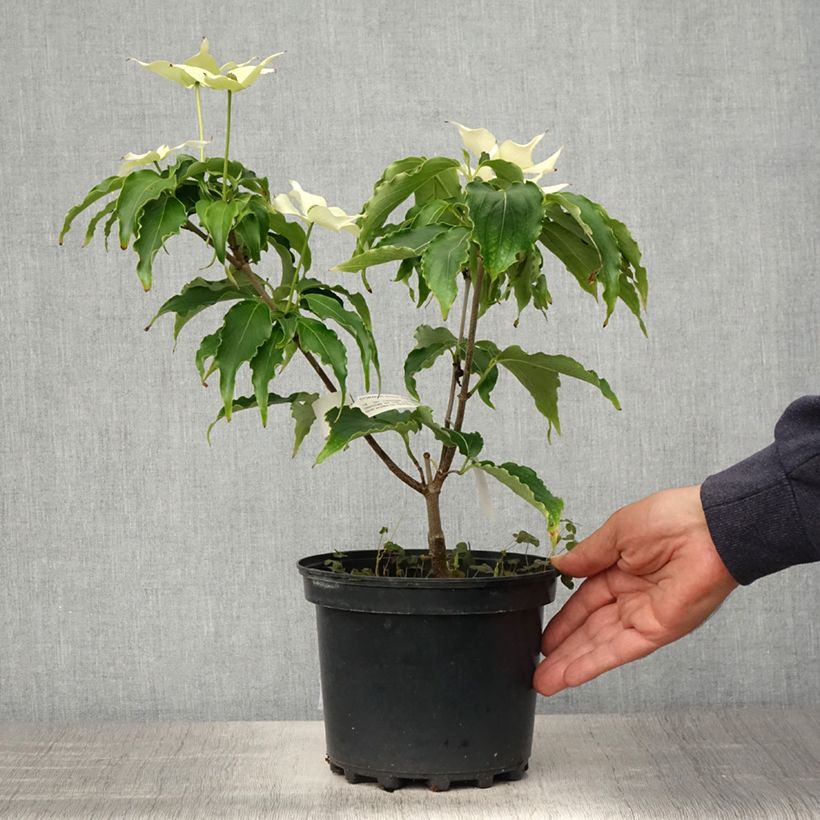 Exemplar von Japanischer Blumen-Hartriegel Big Apple - Cornus kousa Topf mit 3L/4L wie im Frühjahr geliefert