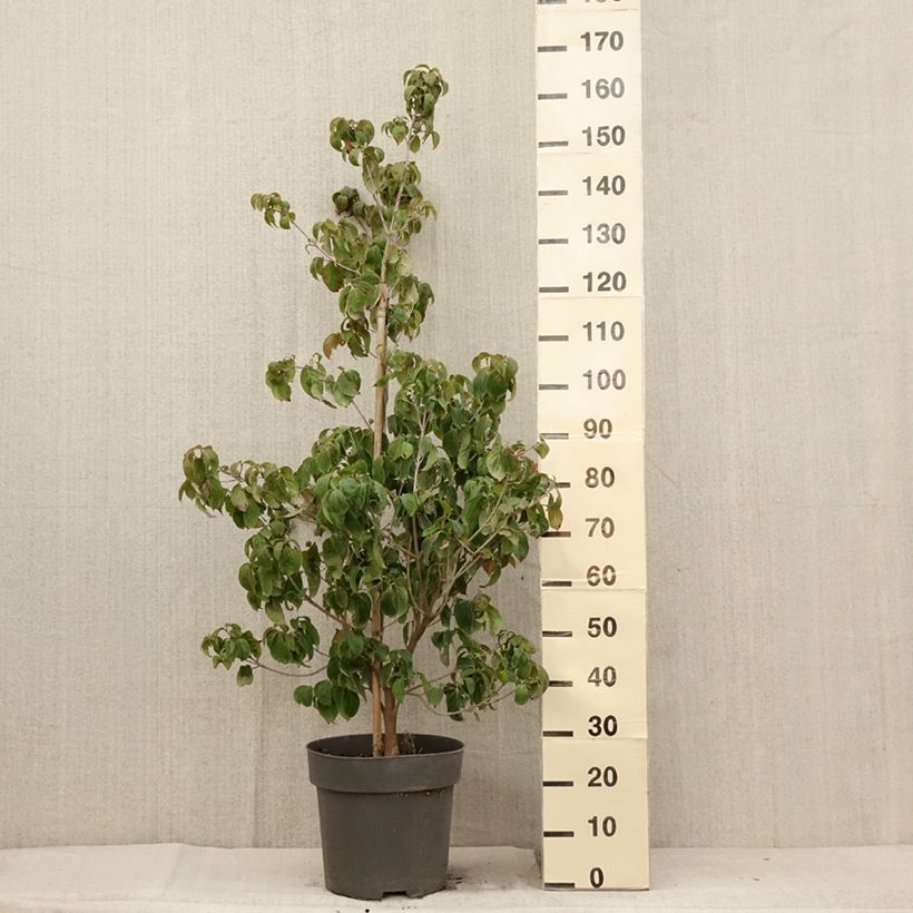 Exemplar von Japanischer Blumen-Hartriegel Blooming Merry Tetra - Cornus kousa Topf mit 7,5L/10L wie im Sommer geliefert