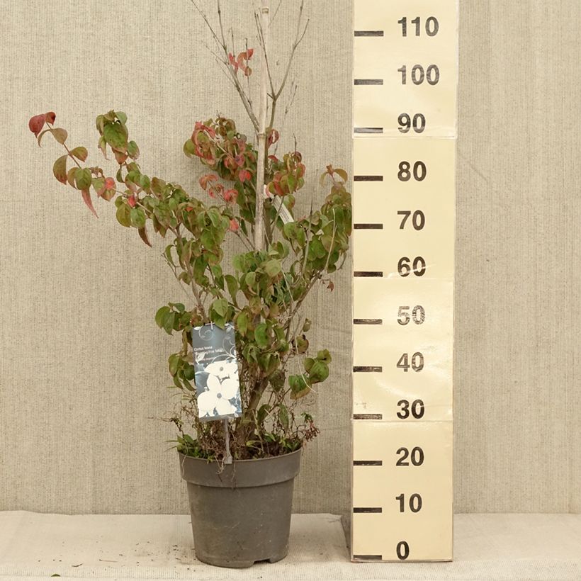 Exemplar von Japanischer Blumen-Hartriegel Blooming Pink Tetra - Cornus kousa Topf mit 7,5L/10L wie im Herbst geliefert