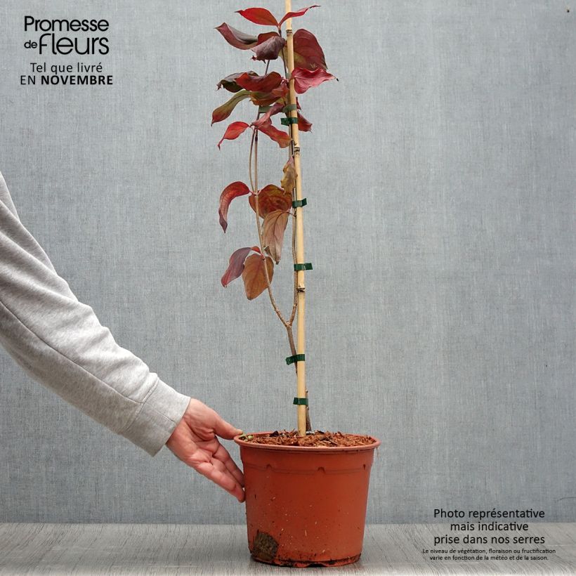 Exemplar von Japanischer Blumen-Hartriegel Blue Shadow - Cornus kousa Topf mit 4L/5L wie im Herbst geliefert
