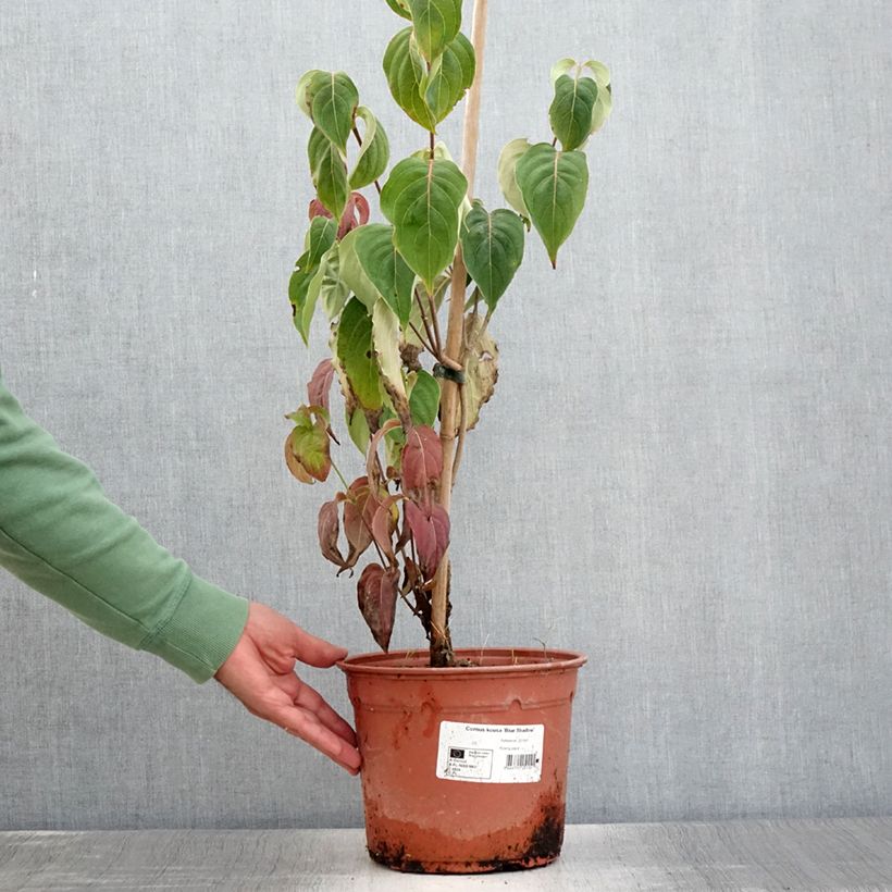 Exemplar von Japanischer Blumen-Hartriegel Blue Shadow - Cornus kousa Topf mit 4L/5L wie im Sommer geliefert