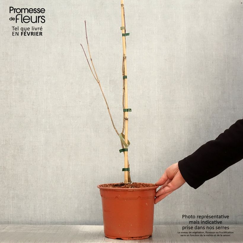 Exemplar von Japanischer Blumen-Hartriegel Blue Shadow - Cornus kousa Topf mit 4L/5L wie im Winter geliefert