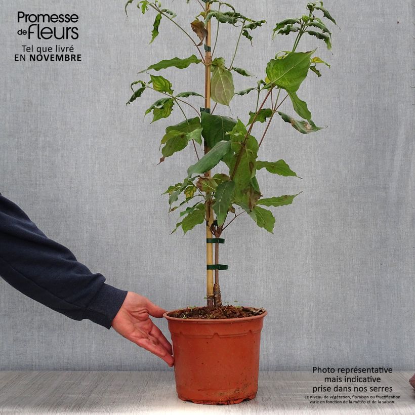 Exemplar von Japanischer Blumen-Hartriegel Cappuccino - Cornus kousa Topf mit 6L/7L wie im Herbst geliefert