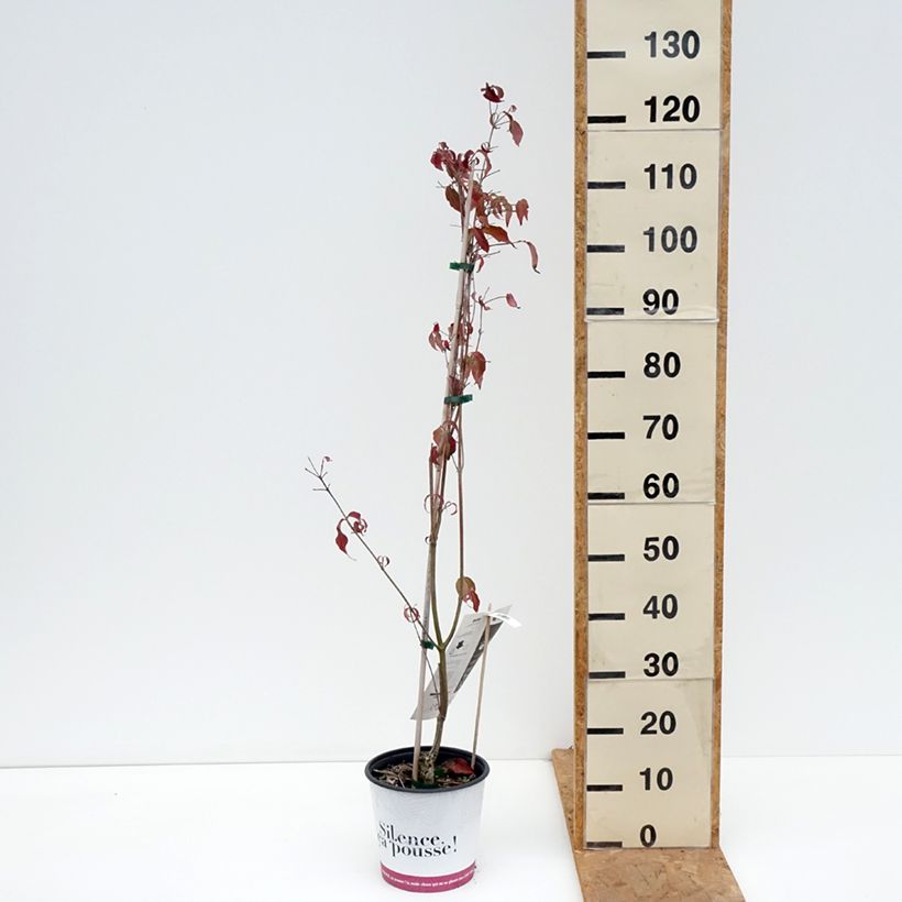 Exemplar von Japanischer Blumen-Hartriegel Copacabana - Cornus kousa Topf mit 4L/5L wie im Herbst geliefert