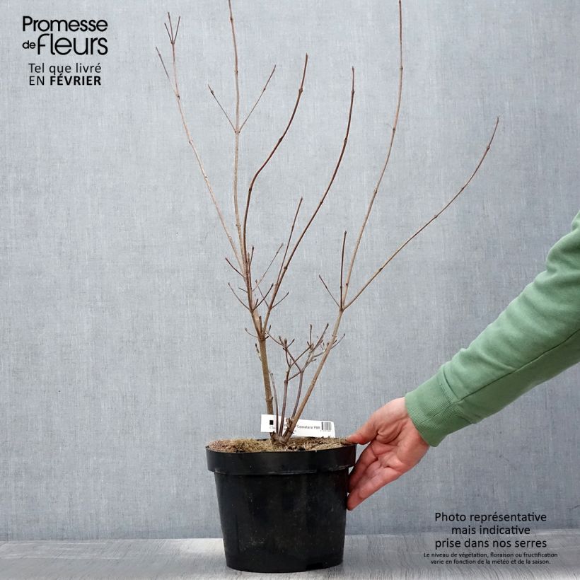 Exemplar von Japanischer Blumen-Hartriegel Copacabana - Cornus kousa Topf mit 4L/5L wie im Winter geliefert