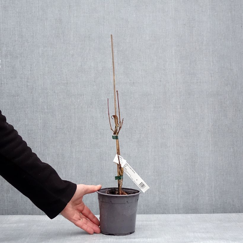 Exemplar von Japanischer Blumen-Hartriegel Flower Tower - Cornus kousa Topf mit 1L/1,5L wie im Winter geliefert