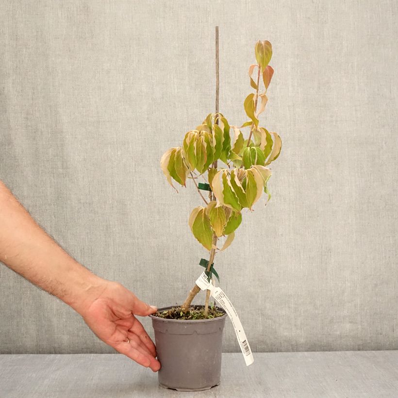 Exemplar von Japanischer Blumen-Hartriegel Flower Tower - Cornus kousa Topf mit 1L/1,5L wie im Sommer geliefert