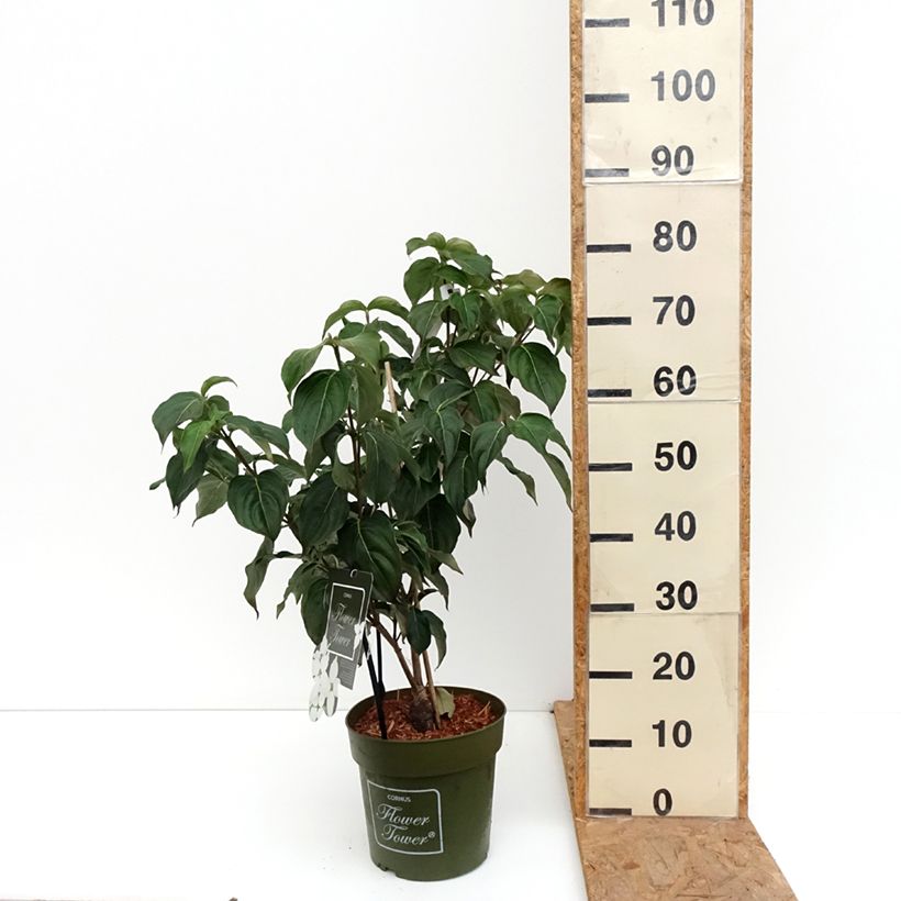 Exemplar von Japanischer Blumen-Hartriegel Flower Tower - Cornus kousa Topf mit 4L/5L wie im Herbst geliefert