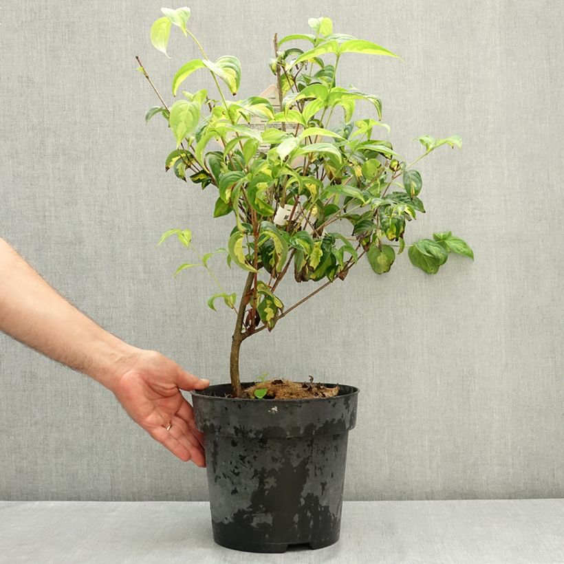 Exemplar von Japanischer Blumen-Hartriegel Gold Star - Cornus kousa Topf mit 4L/5L wie im Sommer geliefert