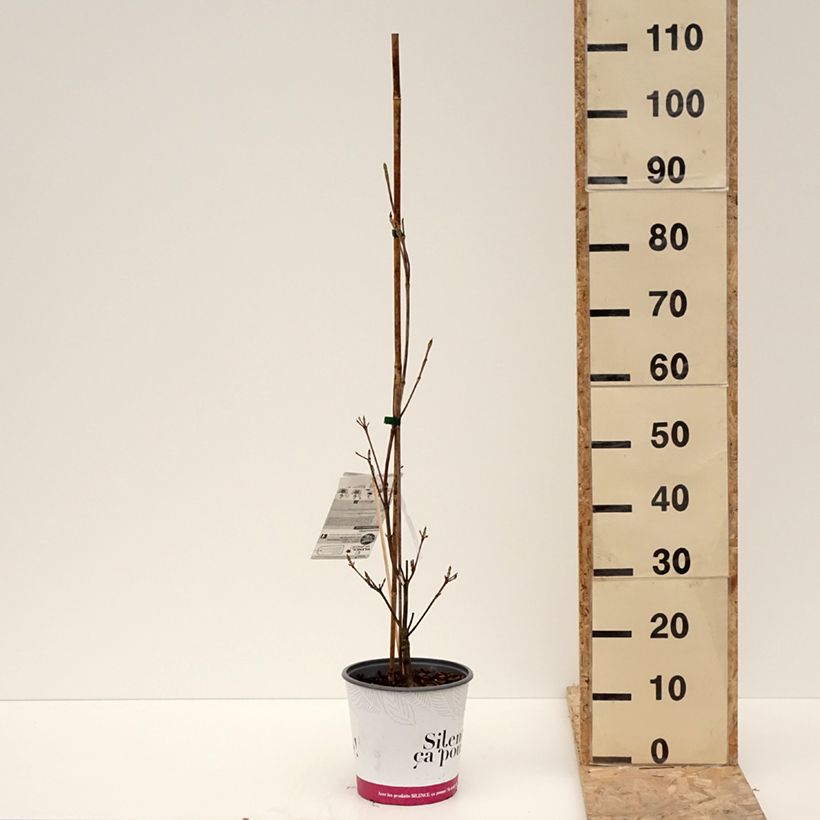 Exemplar von Chinesischer Blumen-Hartriegel 'Madi-II' Mandarin Jewel - Cornus kousa var. chinensis Topf mit 4L/5L wie im Winter geliefert