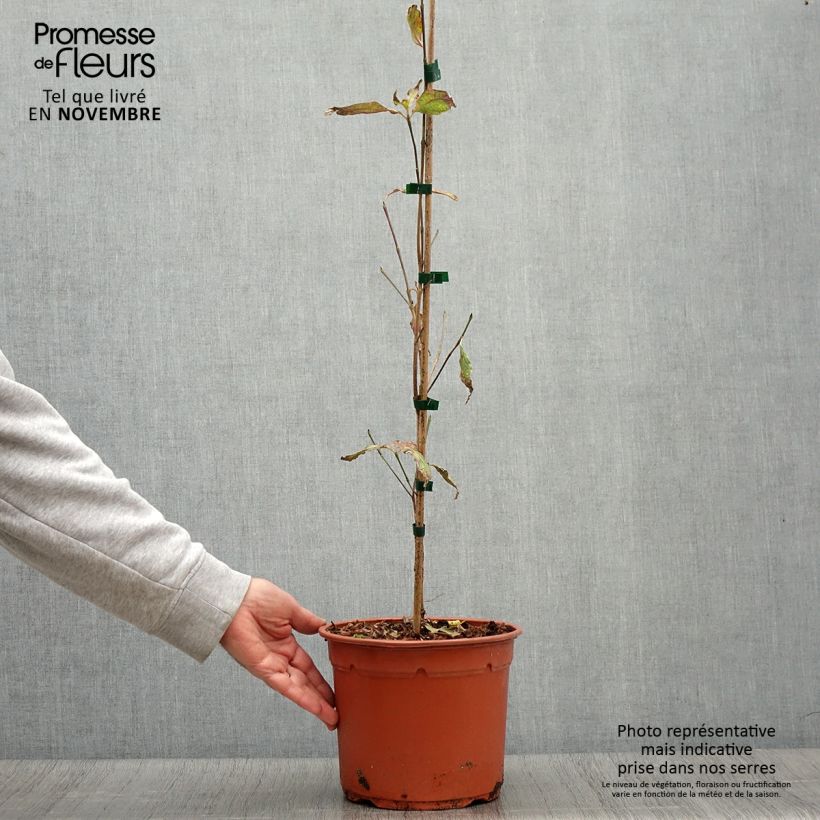Exemplar von Japanischer Blumen-Hartriegel Pevé Foggy - Cornus kousa Topf mit 4L/5L wie im Herbst geliefert