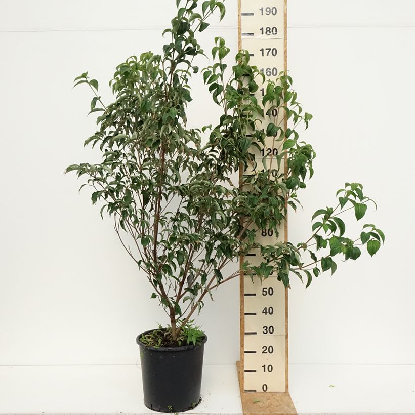 Exemplar von Japanischer Blumen-Hartriegel Roberts Select - Cornus kousa Topf mit 20L/25L wie im Sommer geliefert