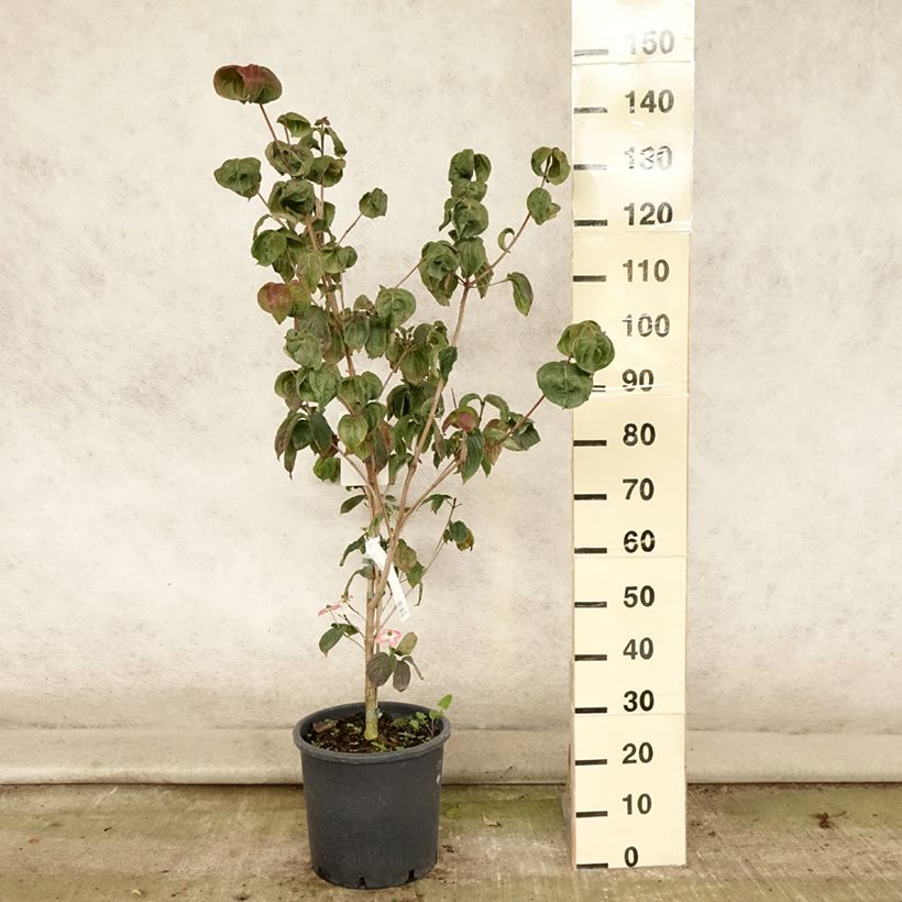 Exemplar von Japanischer Blumen-Hartriegel Satomi - Cornus kousa Topf mit 6L/7L wie im Sommer geliefert
