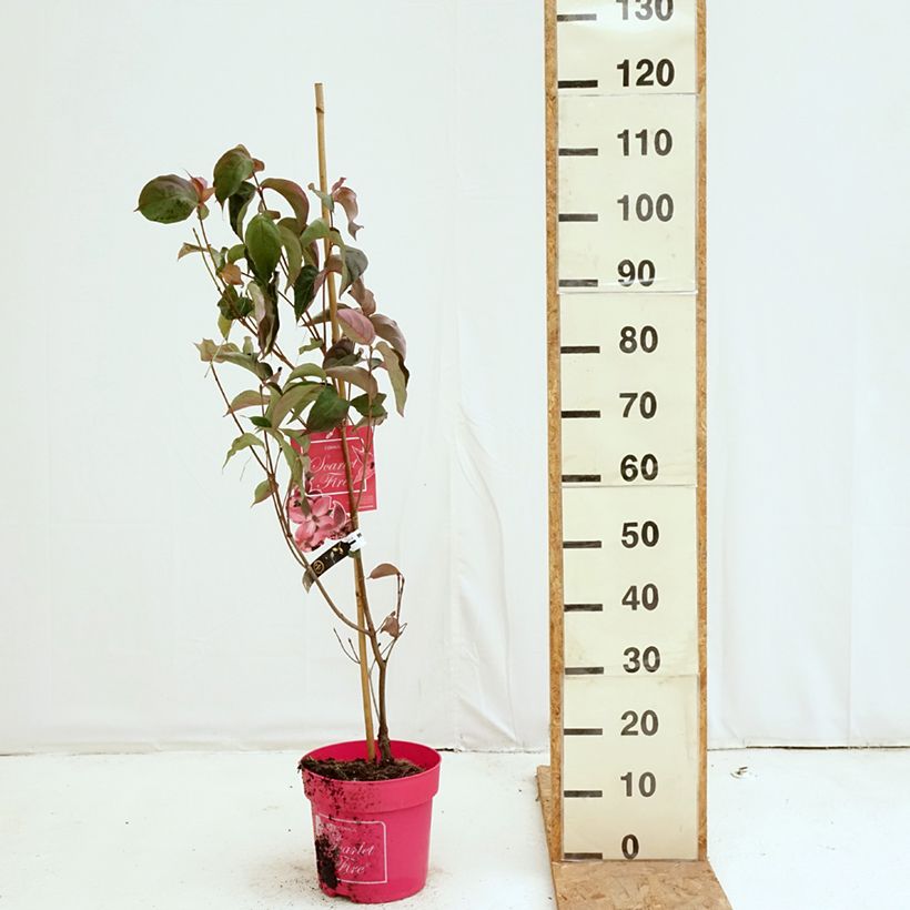 Exemplar von Japanischer Blumen-Hartriegel Scarlet Fire - Cornus kousa Topf mit 7,5L/10L wie im Herbst geliefert