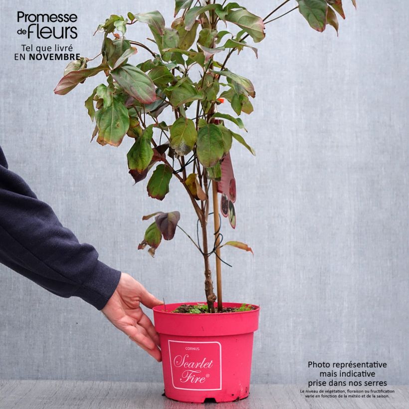 Exemplar von Japanischer Blumen-Hartriegel Scarlet Fire - Cornus kousa Topf mit 4L/5L wie im Herbst geliefert