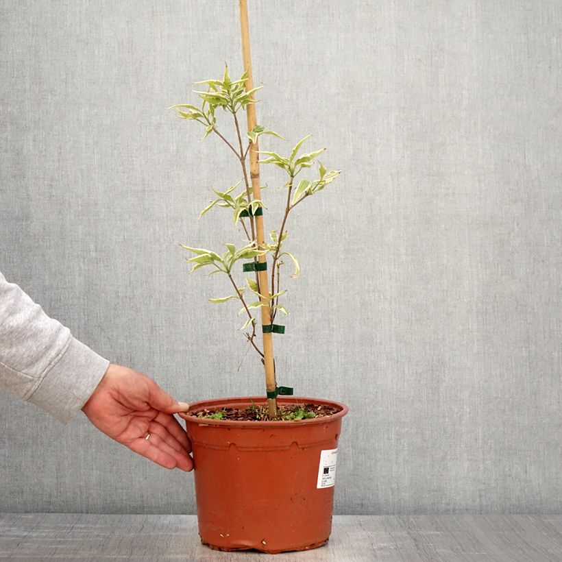Exemplar von Japanischer Blumen-Hartriegel Shira-yuki - Cornus kousa Topf mit 4L/5L wie im Frühjahr geliefert