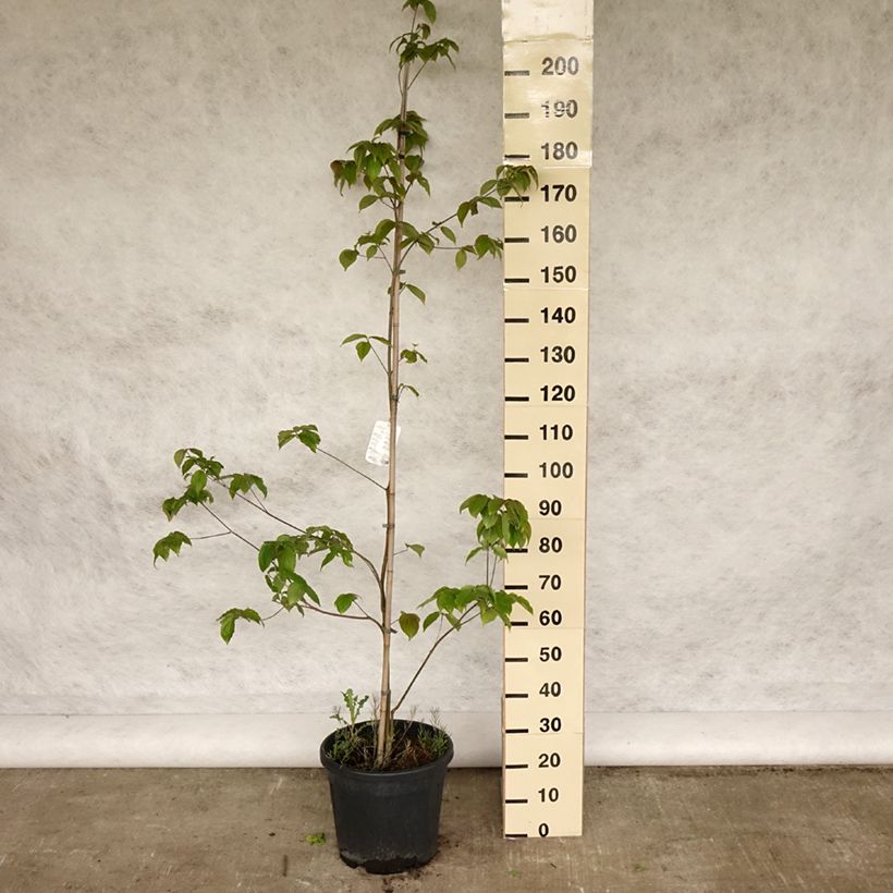 Exemplar von Japanischer Blumen-Hartriegel Teutonia - Cornus kousa Topf mit 12L/15L wie im Frühjahr geliefert