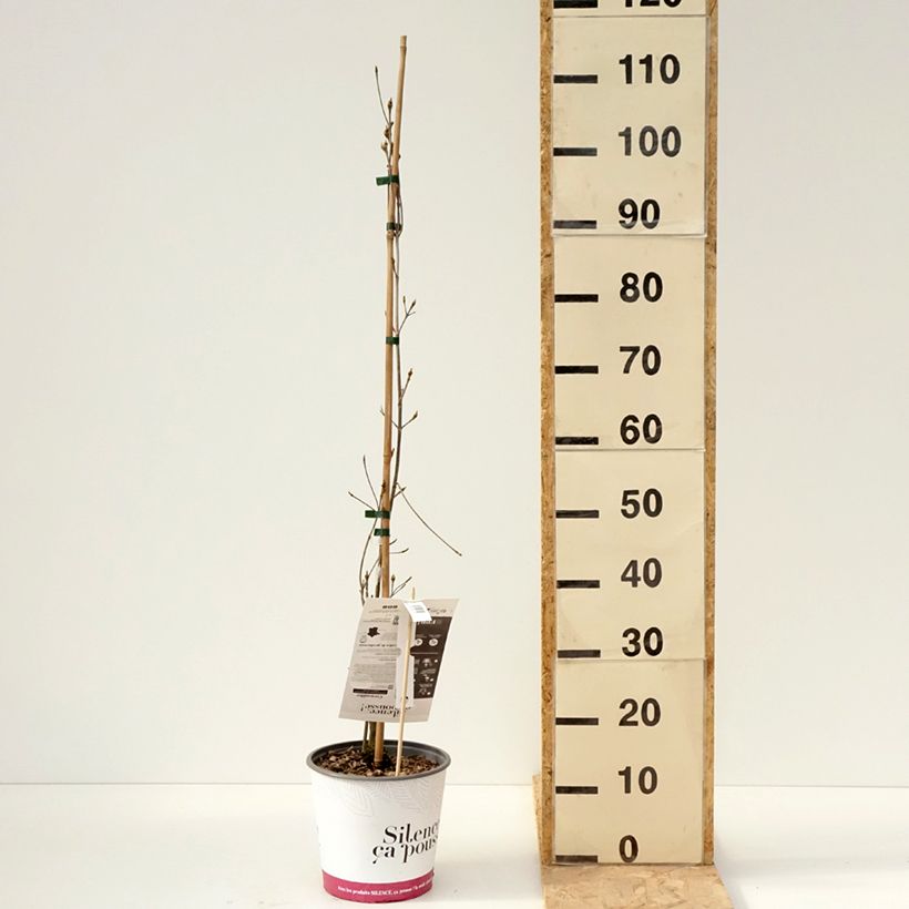 Exemplar von Chinesischer Blumen-Hartriegel Great Star - Cornus kousa subsp. chinensis Topf mit 4L/5L wie im Frühjahr geliefert